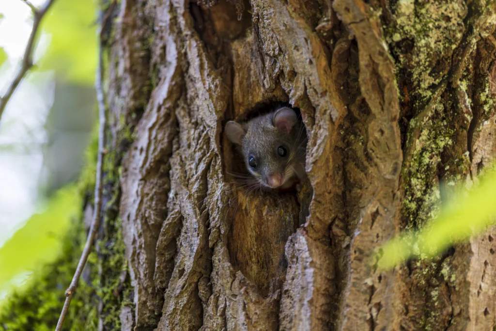 A small, grey dormouse with large dark eyes peeks cautiously from a dark hole in the textured bark of a mossy tree trunk.