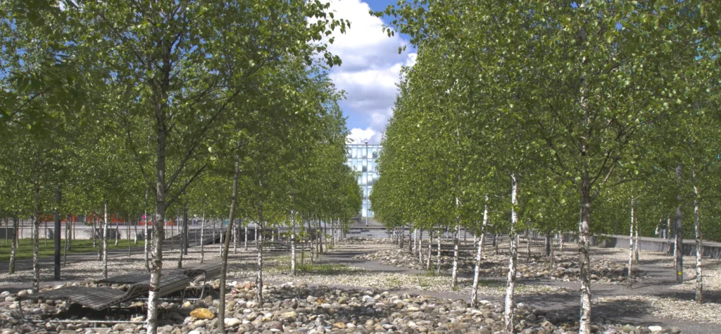 Symmetrical rows of birch trees with a modern glass building in the background.