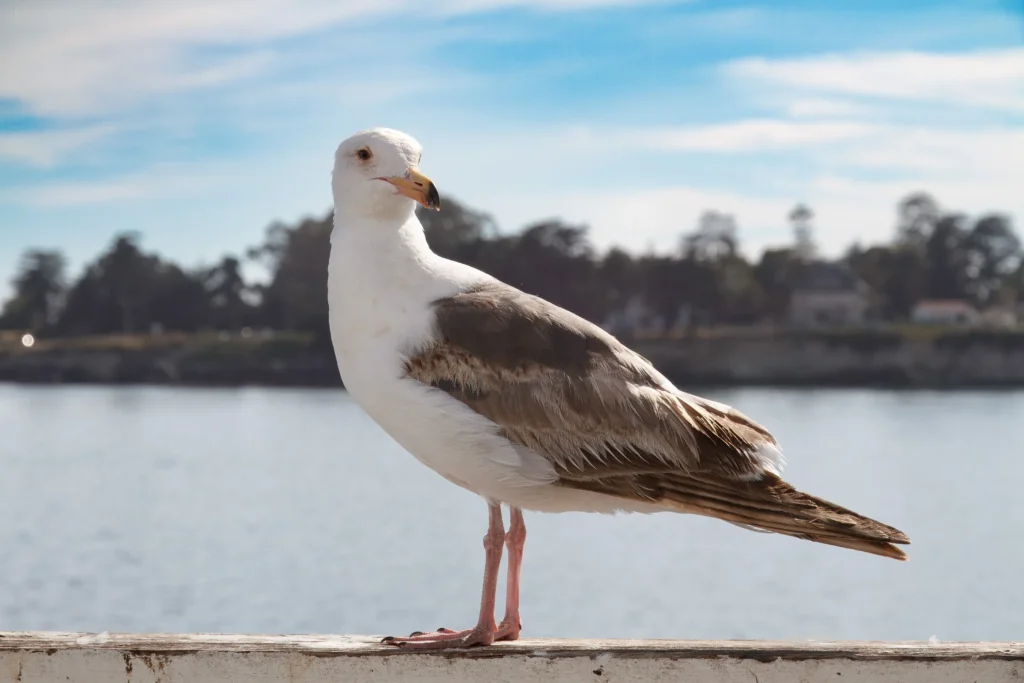 Close-up of a brown and white seagull perched on wharf railing.
