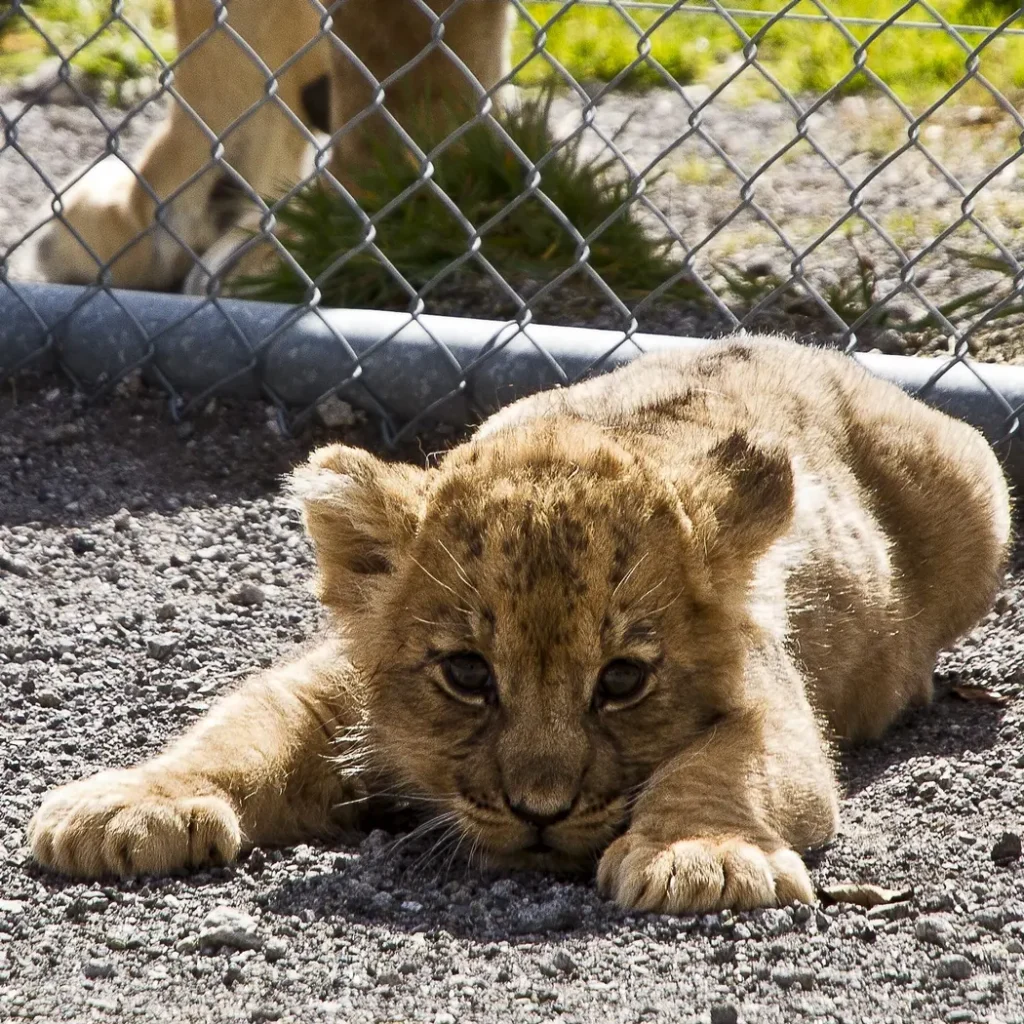 Lion cub resting near chain link fence, tan fur, engaging eyes, soft paws.