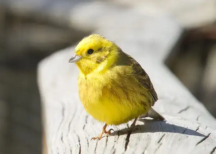 A bright yellow Yellowhammer bird perched on weathered wood.