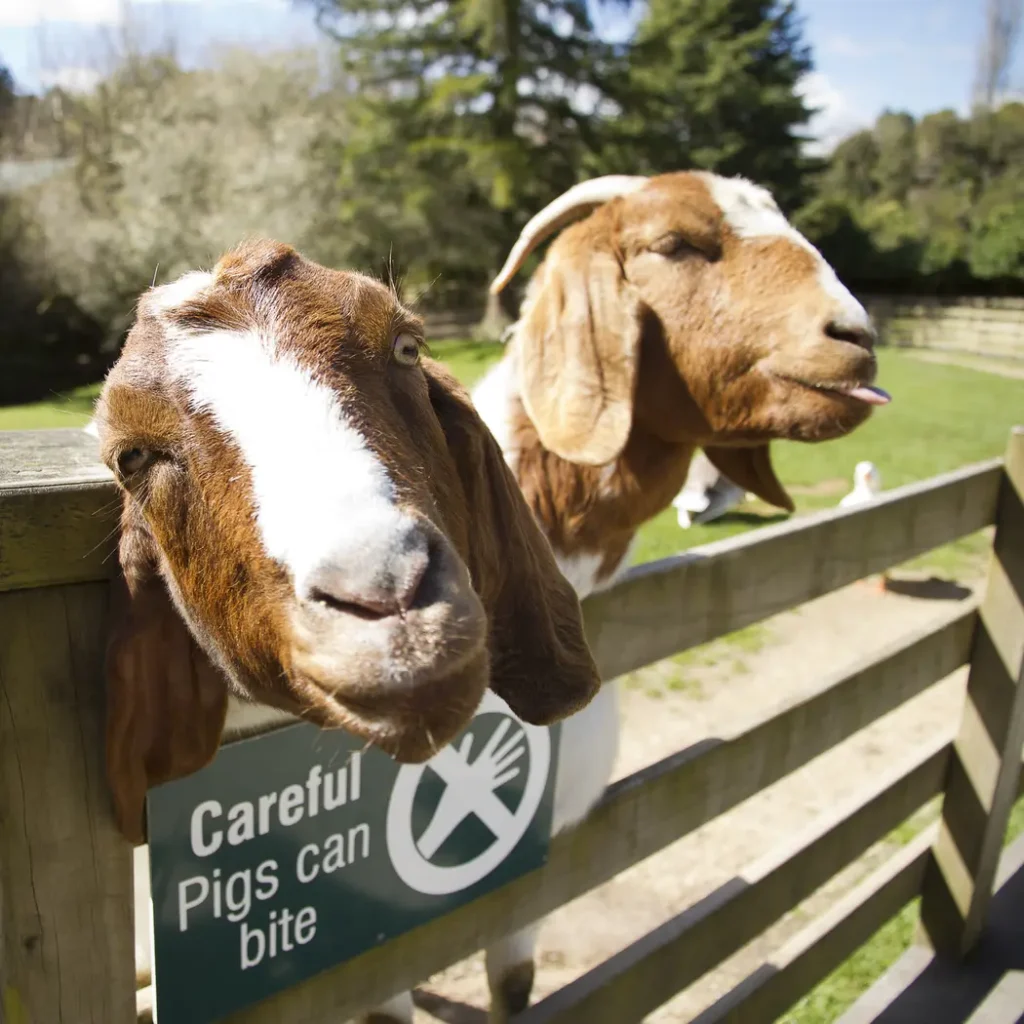 Two brown goats peering over a wooden fence with sign warning of biting pigs.