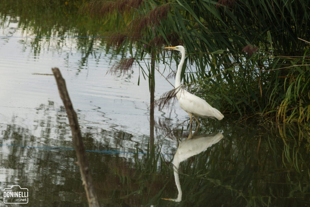A white egret stands in calm water, reflected below, with tall green and brown reeds lining the far bank.