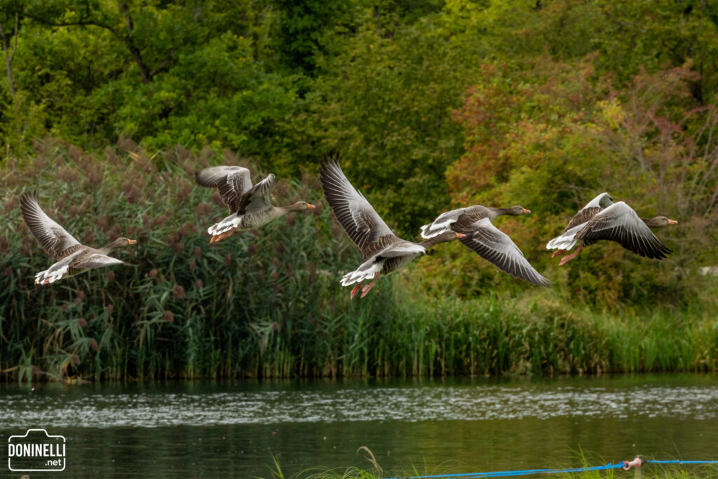 Four grey geese with orange beaks fly low over a dark green river, with tall reeds and lush green trees in the background.