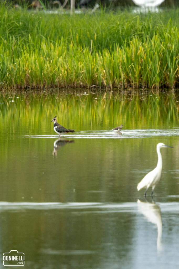 A white egret, a crested lapwing, and another small wader stand in shallow water with green reeds reflected in the background.
