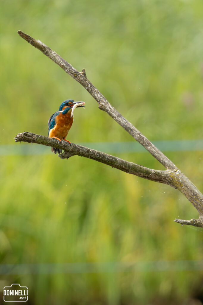 A vibrant blue and orange kingfisher perches on a bare branch, holding a freshly caught silver fish in its beak, against a soft green background.