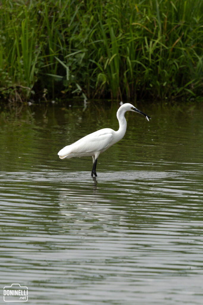 A white egret stands in shallow water, holding a small silver fish in its long black beak, with green reeds in the background.