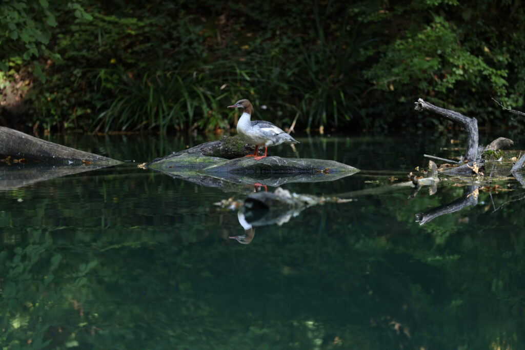 Ein weiblicher Gänsesäger (Mergus merganser) macht eine kurze Pause auf einem Baumstamm in der Lorze in Cham. Umgeben von dichtem Grün und ruhigem Wasser zeigt sich der scheue Fischjäger in seinem natürlichen Lebensraum.