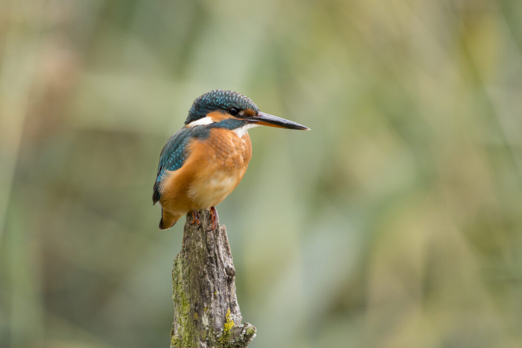 A vibrant common kingfisher with blue-green plumage and an orange chest perches on a mossy wooden post, looking right.