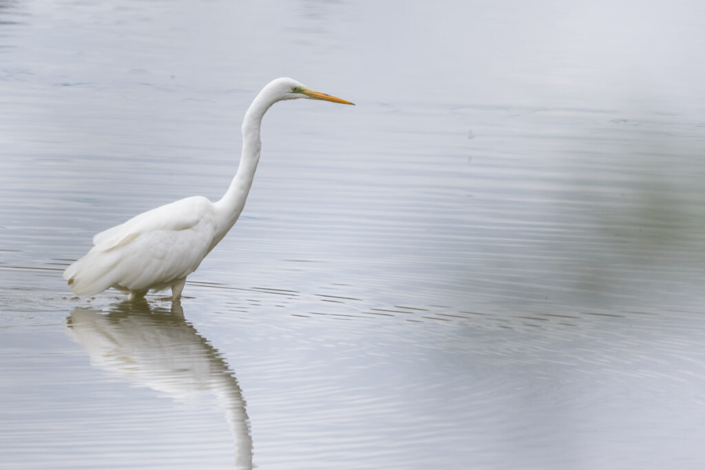 A white egret stands in calm, rippled water, its reflection visible below, looking to the right.