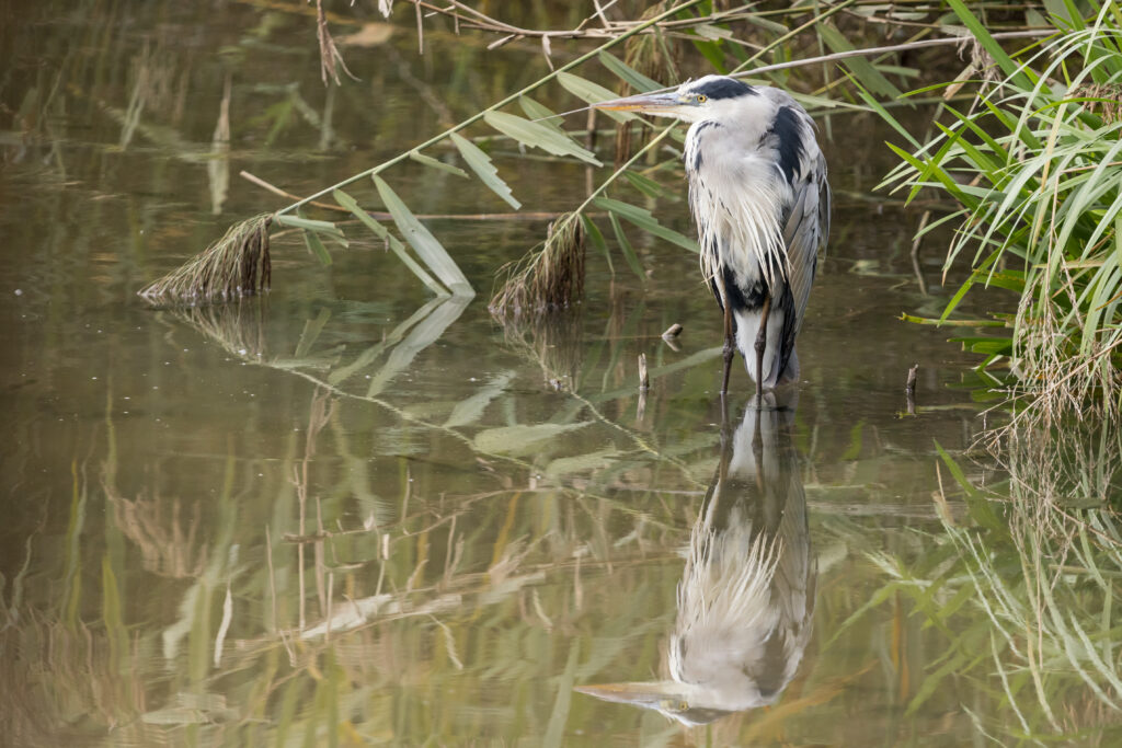 A grey heron stands in shallow, murky water surrounded by green reeds, its reflection clearly visible below.