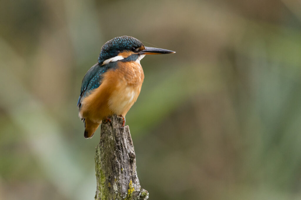 A vibrant kingfisher with blue-green plumage and an orange chest perches on a mossy wooden post, looking right.